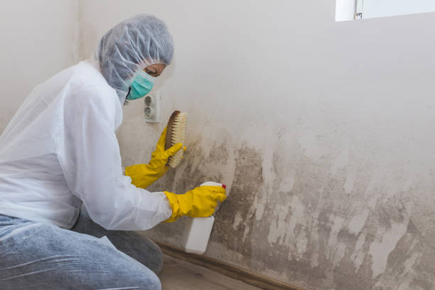 Best Commercial Mold Inspection  in Carterville, MO